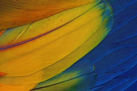 Framed Scarlet Macaw Wing Covert Feathers 1 Print