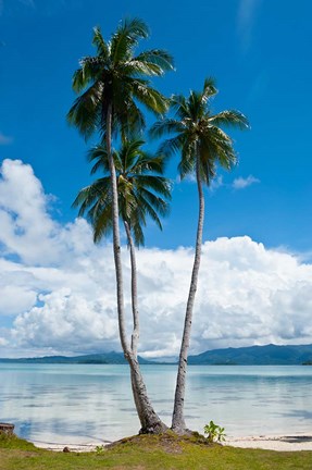 Framed Lonely Palm Tree In The Marovo Lagoon, Solomon Islands Print