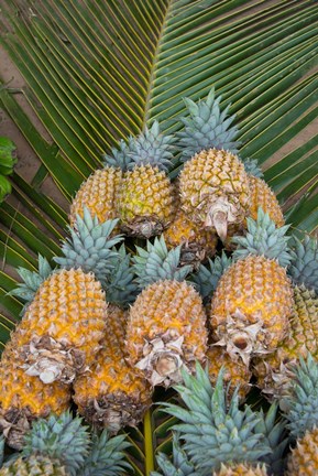 Framed Kingdom Of Tonga, Vava&#39;u Islands, Pineapples Print