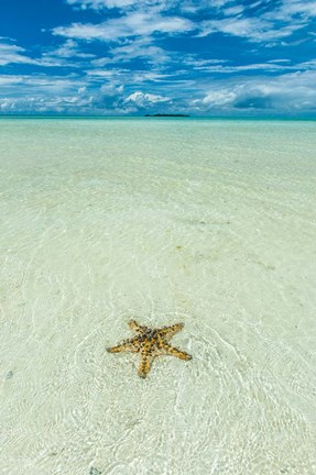 Framed Sea Star In The Sand On The Rock Islands, Palau Print