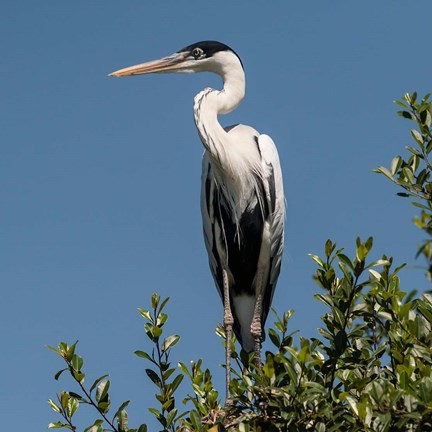 Framed Brazil, Pantanal, Cocoi Heron Print