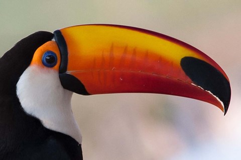 Framed Brazil, The Pantanal Wetland, Toco Toucan In Early Morning Light Print