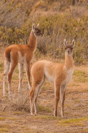 Framed Chile, Patagonia, Tierra Del Fuego Young Guanacos Print