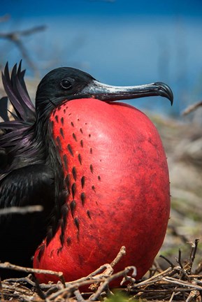 Framed Magnificent Frigatebird Male With Pouch Inflated, Galapagos Islands, Ecuador Print