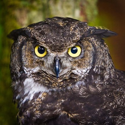 Framed Alaska Raptor Center, Sitka, Alaska Close-Up Of A Great Horned Owl Print