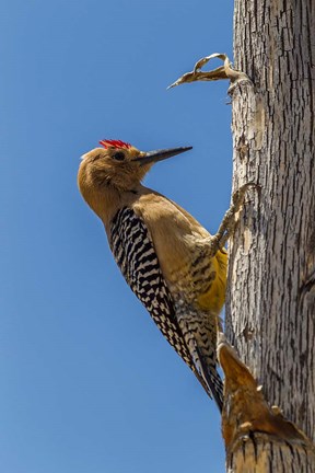 Framed Arizona, Sonoran Desert Male Gila Woodpecker On Ocotillo Print