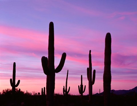 Framed Arizona, Saguaro Cacti Silhouetted By Sunset, Ajo Mountain Loop Print