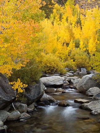 Framed California, Eastern Sierra Bishop Creek During Autumn Print