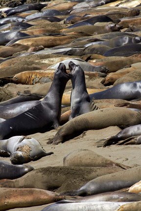 Framed Northern Elephant Seals Fighting, California Print