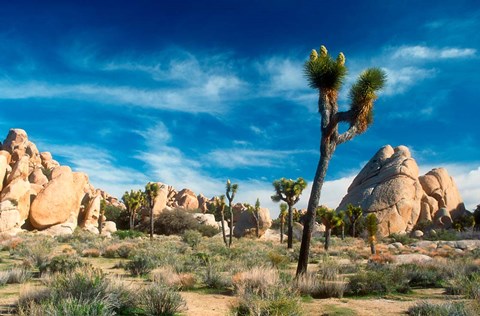 Framed Joshua Trees With Granite Rocks Print