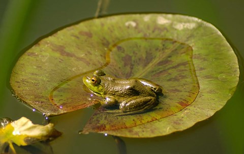 Framed Californian Frog On A Lilypad Print