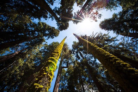 Framed Upward View Of Trees In The Redwood National Park, California Print