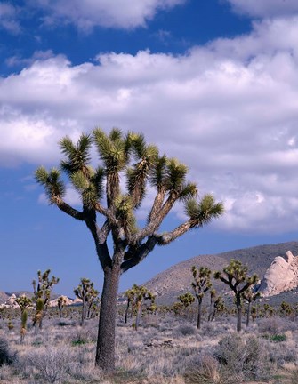 Framed California, Joshua Tree NP, Near Hidden Valley Print