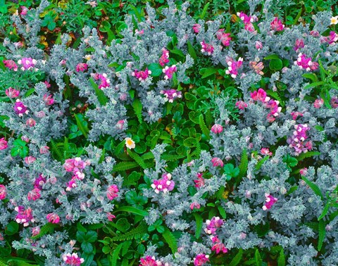 Framed Wildflowers Near The Redwood NP Print