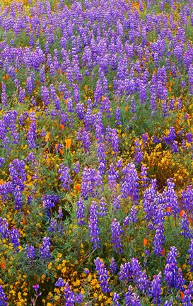Framed Californian Poppies And Lupine Print