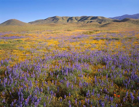 Framed Wildflowers Bloom Beneath The Caliente Range, California Print