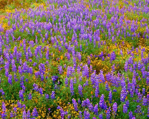 Framed Carrizo Plain National Monument Lupine And Poppies Print