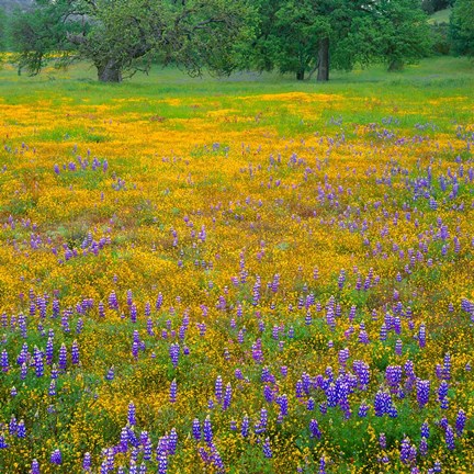 Framed Lupine And Goldfields At Shell Creek Valley, California Print