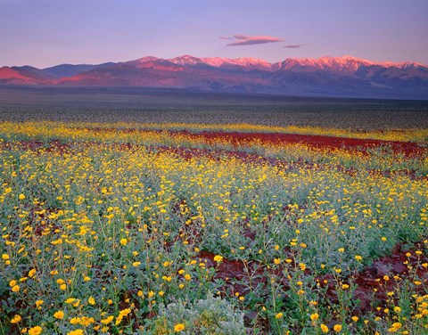 Framed Desert Sunflower Landscape, Death Valley NP, California Print