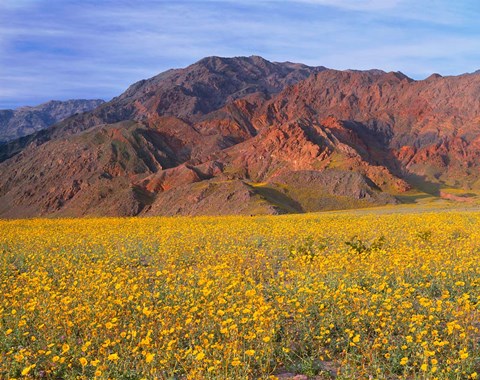 Framed Black Mountains And Desert Sunflowers, Death Valley NP, California Print