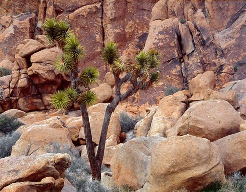 Framed Lone Joshua Trees Growing In Boulders, Hidden Valley, California Print