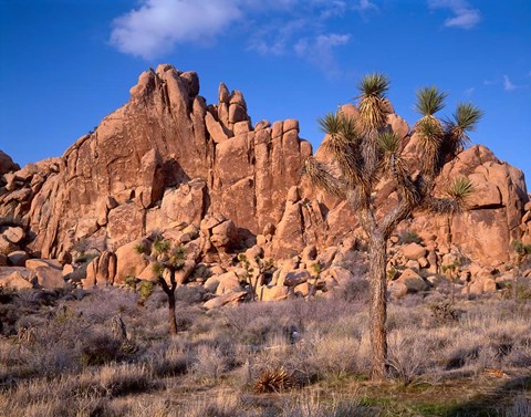 Framed Joshua Tree National Park, Trees And Mountains, California Print