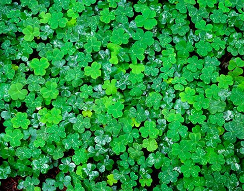 Framed Spring Growth Of Wood Sorrel After Rain Print