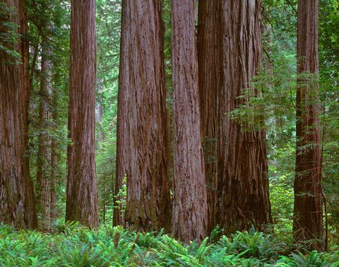 Framed Redwoods Tower Above Ferns At The Stout Grove, California Print