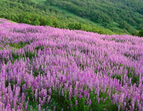 Framed Lupine Meadow Landscape, Readwood Np, California Print