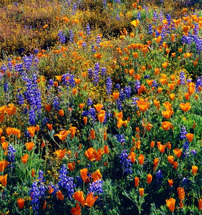 Framed Douglas Lupine And California Poppy In Carrizo Plain National Monument Print