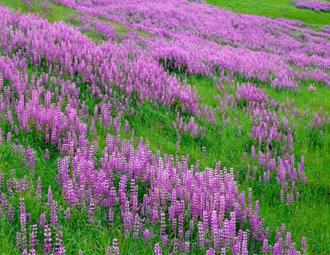 Framed Spring Lupine Meadow In The Bald Hills, California Print