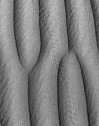 Framed Animal Tracks In The Valley Dunes, California (BW) Print