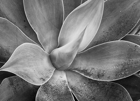 Framed California, Del Mar Succulents (BW) Print