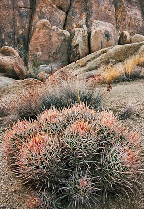 Framed California, Alabama Hills, Cactus Print