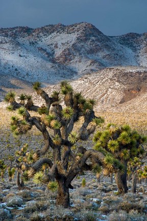 Framed Joshua Trees In The Snow Print