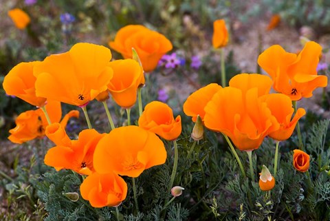 Framed Golden California Poppies In Antelope Valley Print