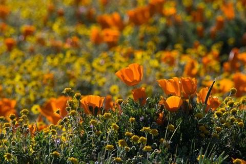 Framed Golden California Poppy Field Print
