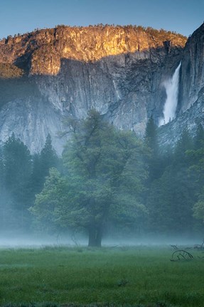 Framed Misty Yosemite Oak Print