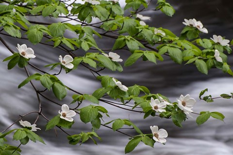 Framed Dogwood Along The Merced River Print