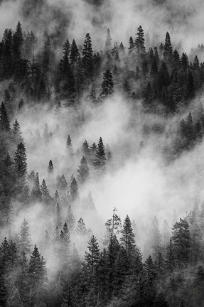 Framed Swirling Forest Mist, Yosemite NP (BW) Print