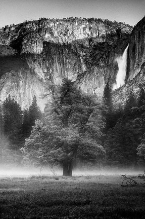 Framed Misty Californian Oak (BW) Print