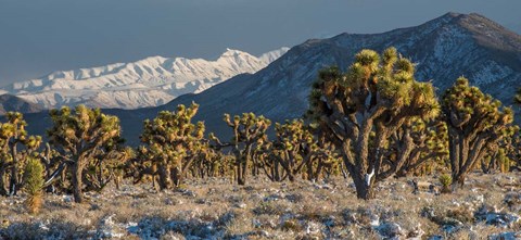 Framed Panoramic View Of Joshua Trees In The Snow Print