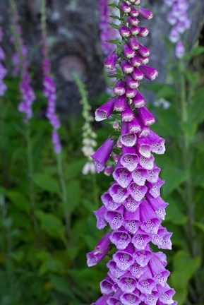 Framed Closeup Of Foxglove Flower Print