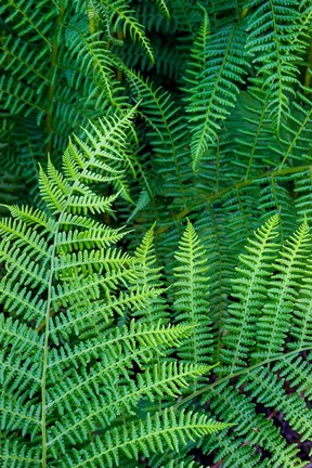 Framed Bracken Fern In Nature Print