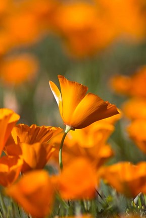 Framed Detail Of Golden California Poppy In Antelope Valley Print