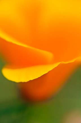 Framed Macro Shot Of Golden California Poppy Print