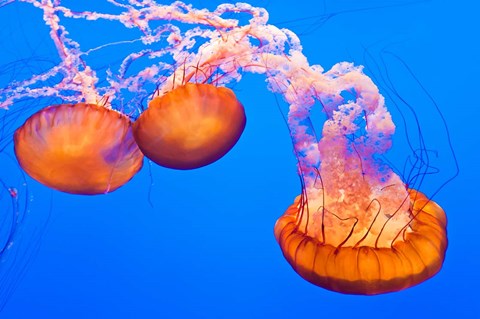 Framed Three Sea Nettles At The Monterey Bay Aquarium Print