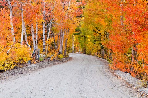Framed Autumn In The Inyo National Forest Print