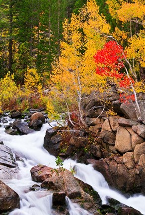 Framed Autumn Along Bishop Creek Print