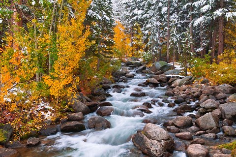 Framed Fresh Snow Along Bishop Creek Print